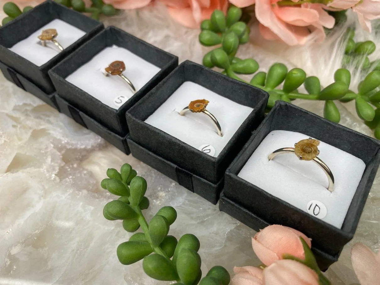Sterling Silver Ammonite Rings